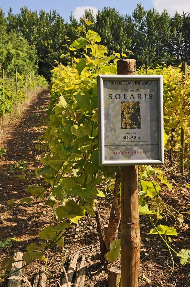 Frithsden Vineyard