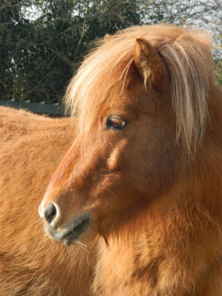 Heronfield Animal Rescue Centre