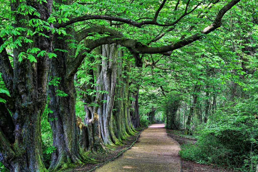 Hinchingbrooke Country Park