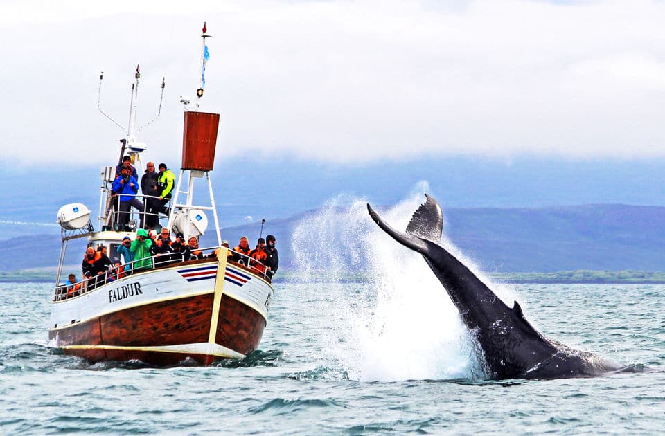 Húsavík - Whale Watching Tour