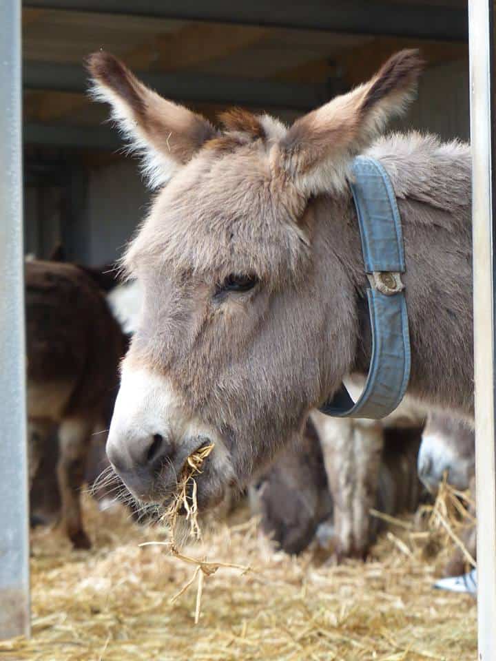Island Farm Donkey Sanctuary