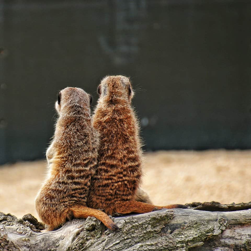 Little Owl Farm Park