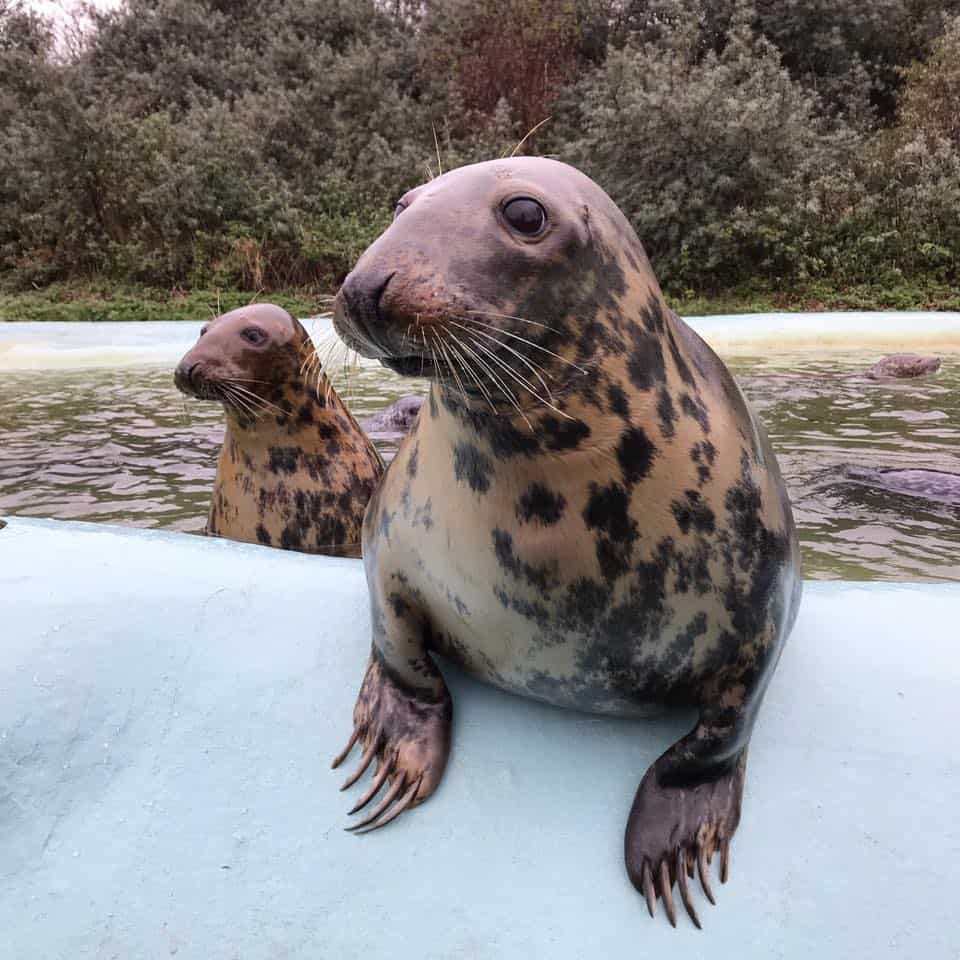 Mablethorpe Seal Sanctuary And Wildlife Centre
