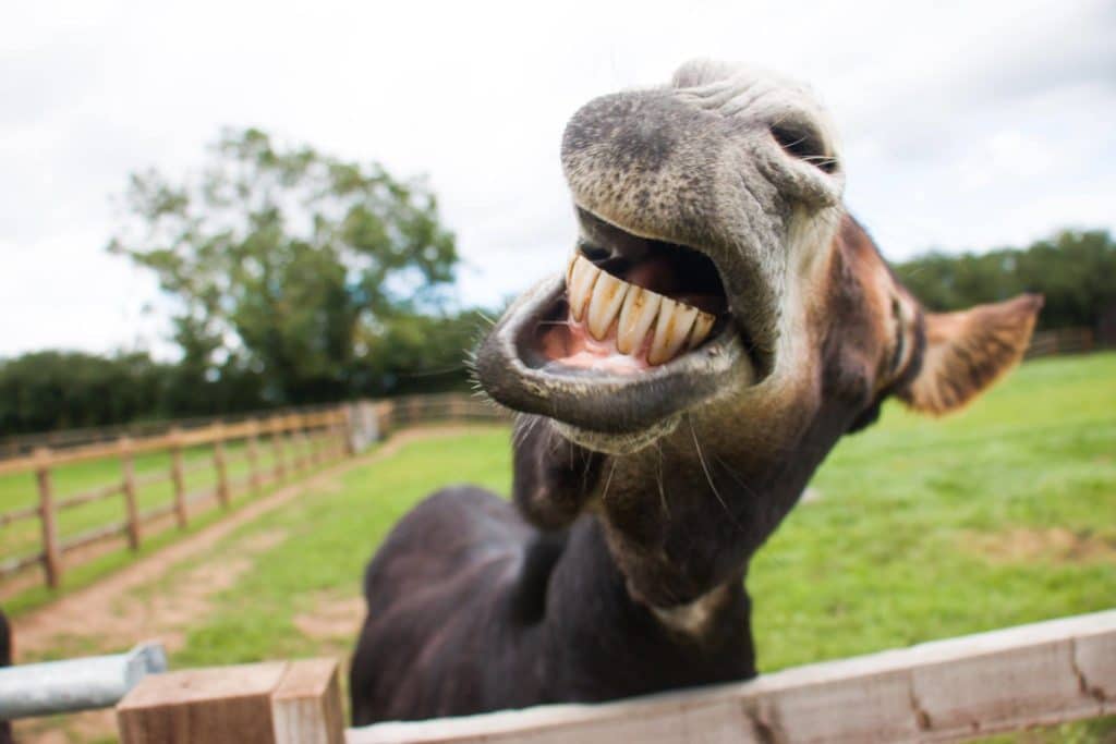 Radcliffe Donkey Sanctuary