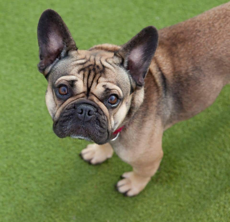 Raystede Centre For Animal Welfare