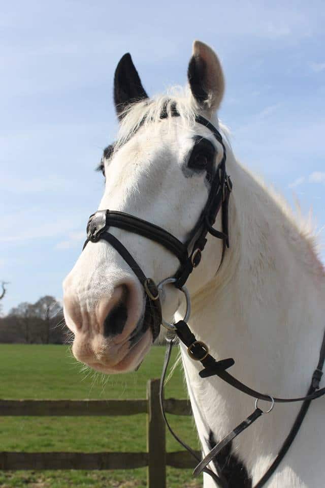 Tally Ho Stables