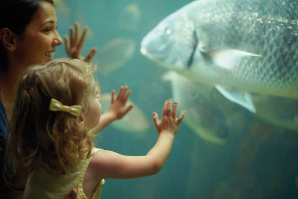 Two Oceans Aquarium