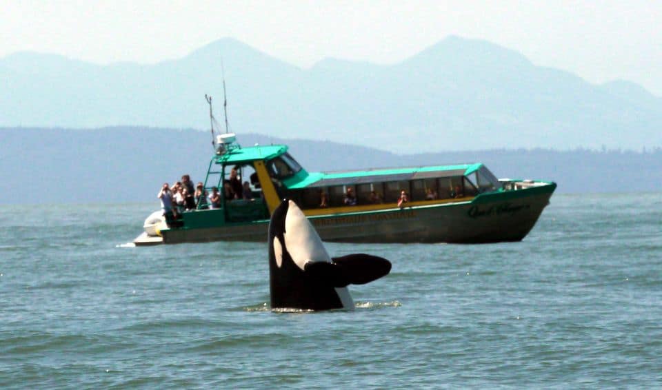 Vancouver Whale Watching Safari