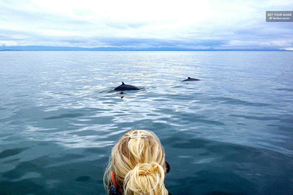 Whale Watching