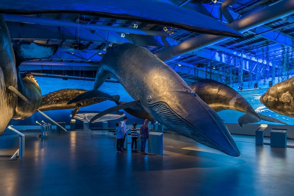 Whales Of Iceland Exhibition