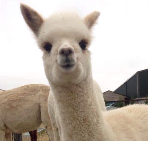 Winwick Barn Alpacas