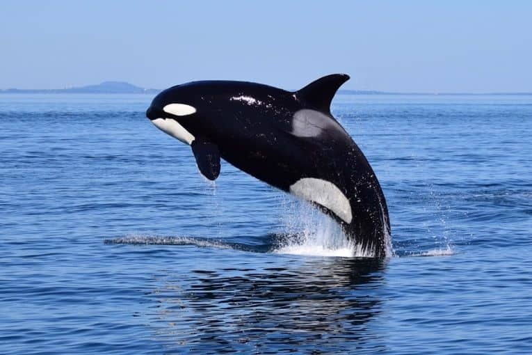 Zodiac Whale Watching Tour From Victoria