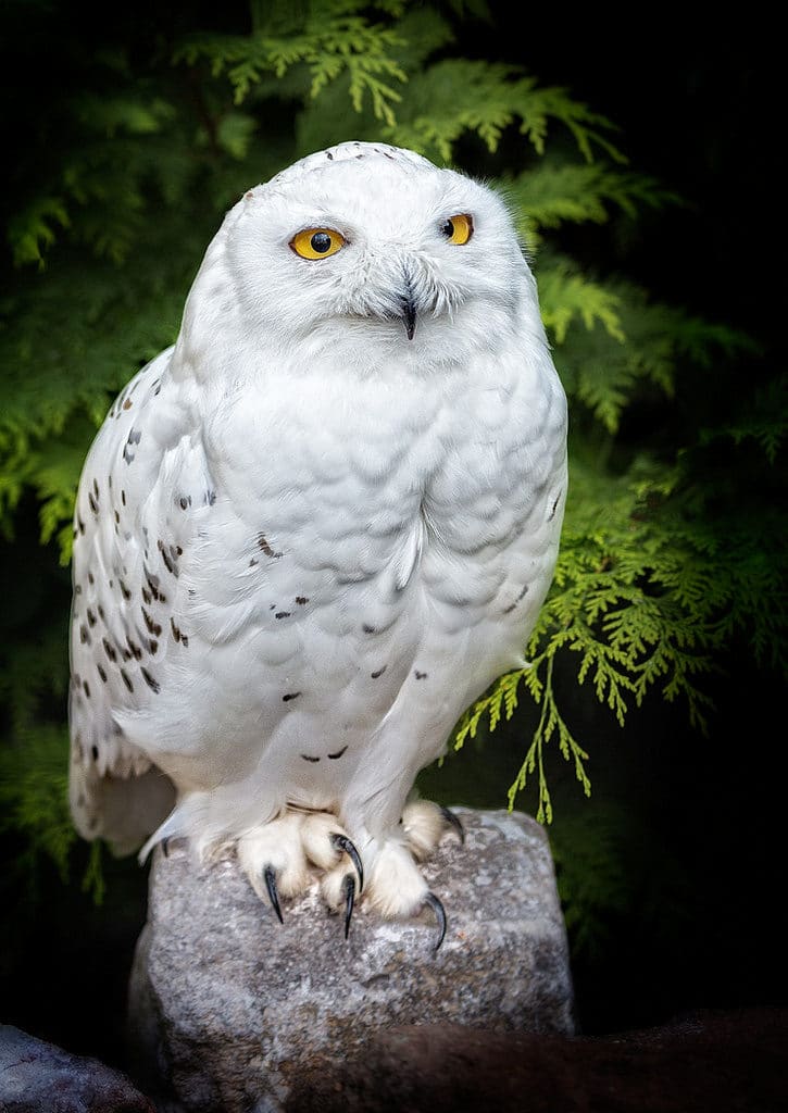 Gentleshaw Wildlife Centre