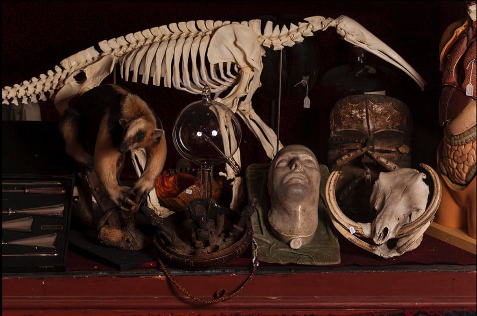 Viktor Wynd Museum of Curiosities, Fine Art and Natural History