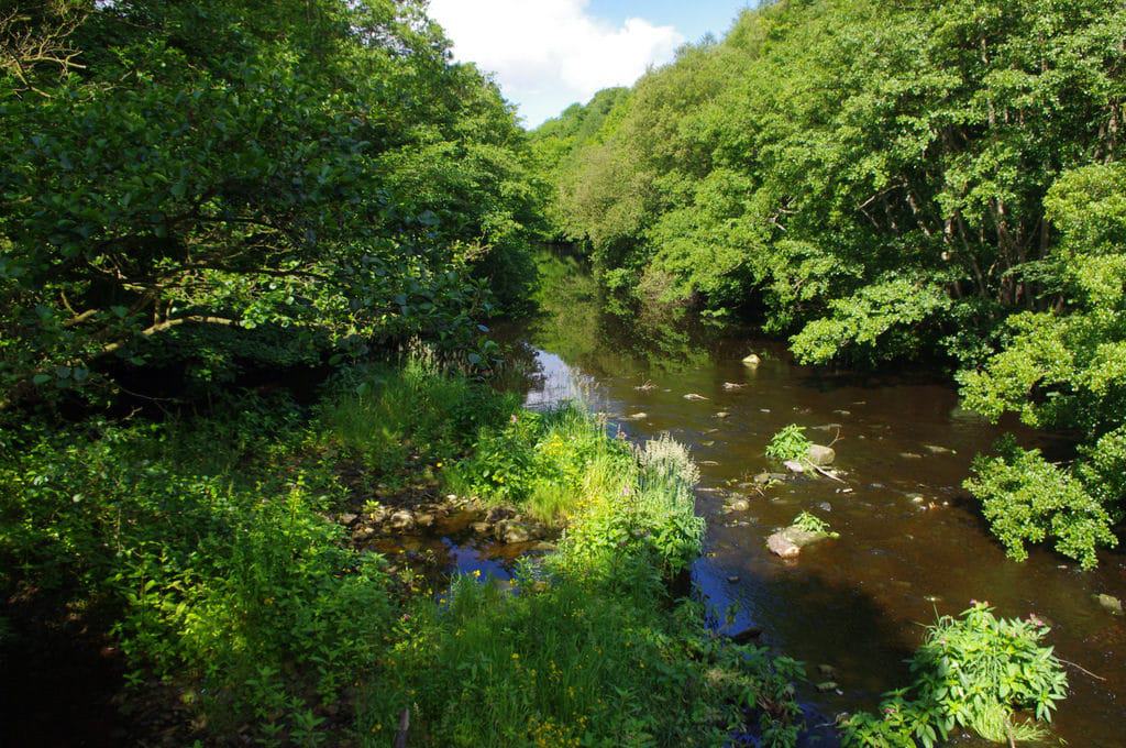 Nidd Gorge