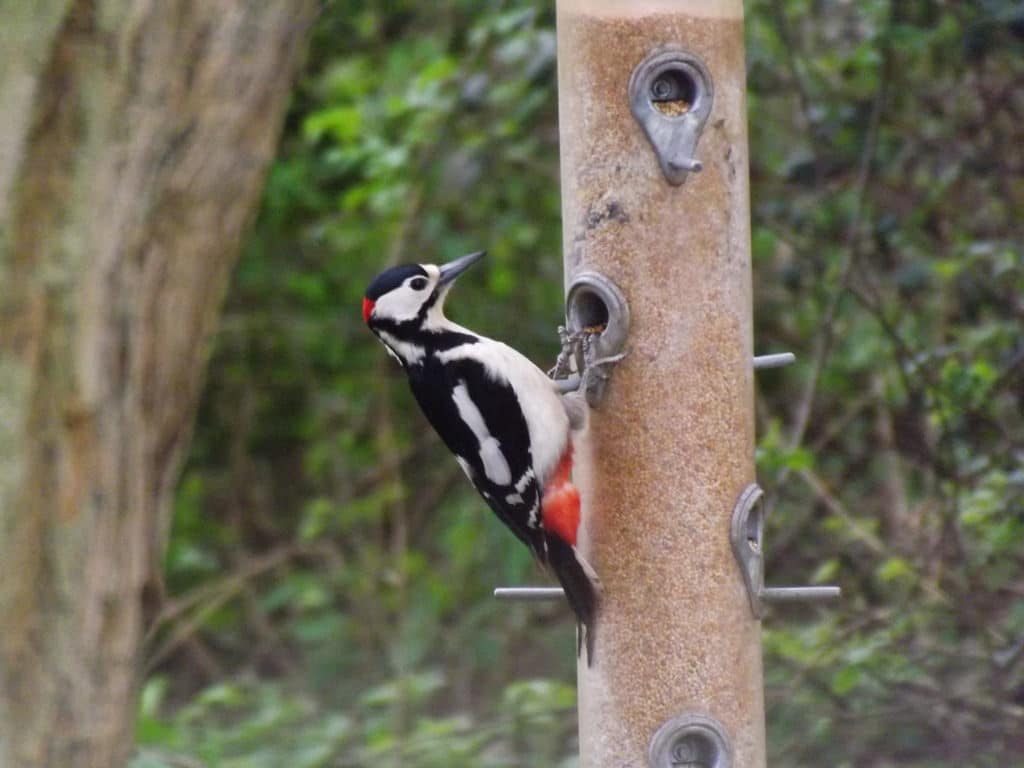 Dinton Pastures Country Park