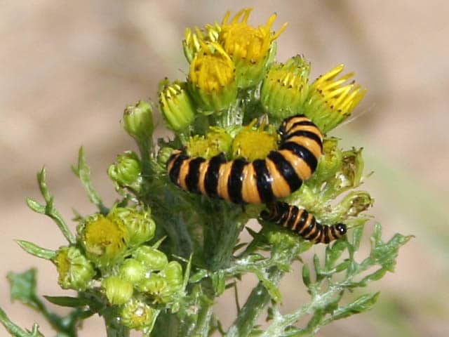  Saltfleetby - Theddlethorpe Dunes