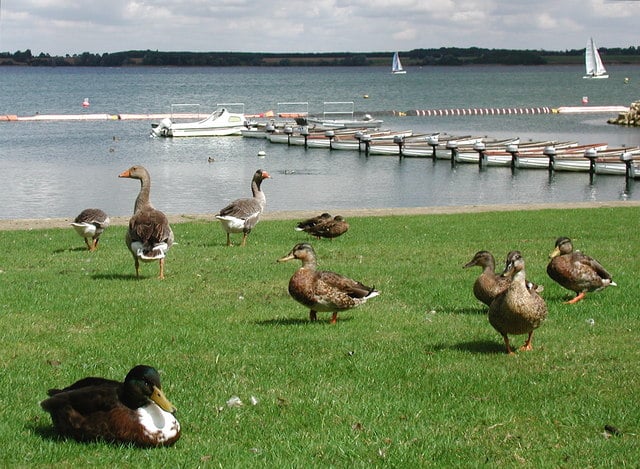 Grafham Water