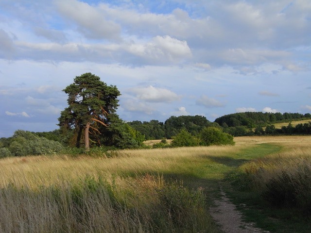  Little Wittenham Wood