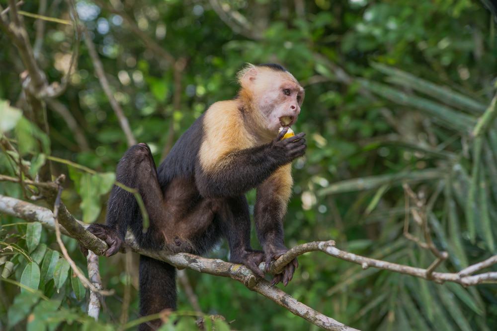 Monkey Island Panama Canal