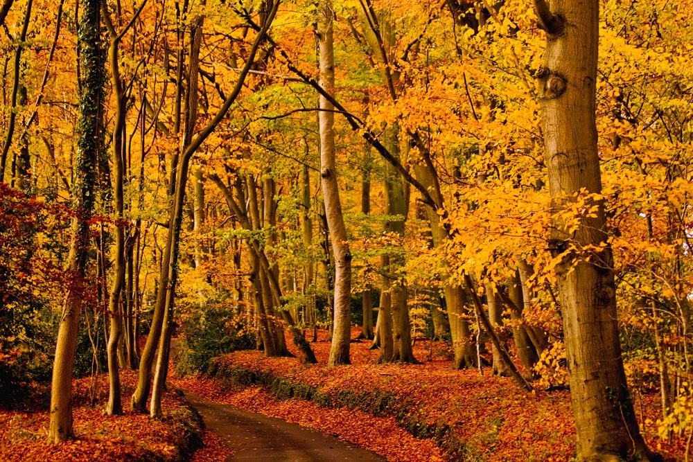 Chiltern Hills
