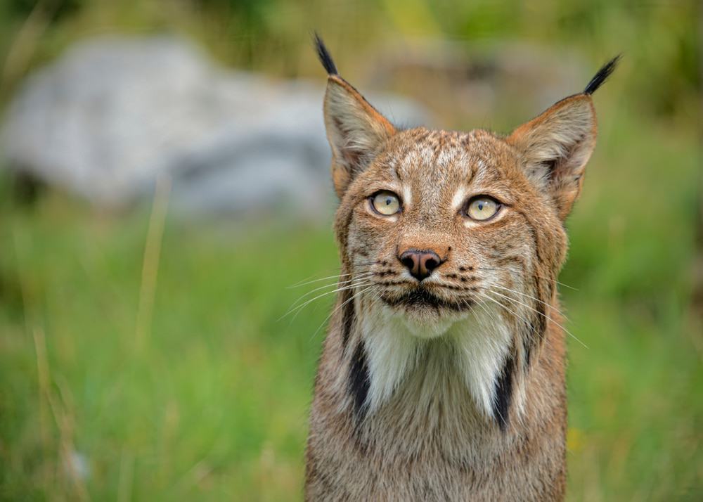 Hamerton Zoo Park