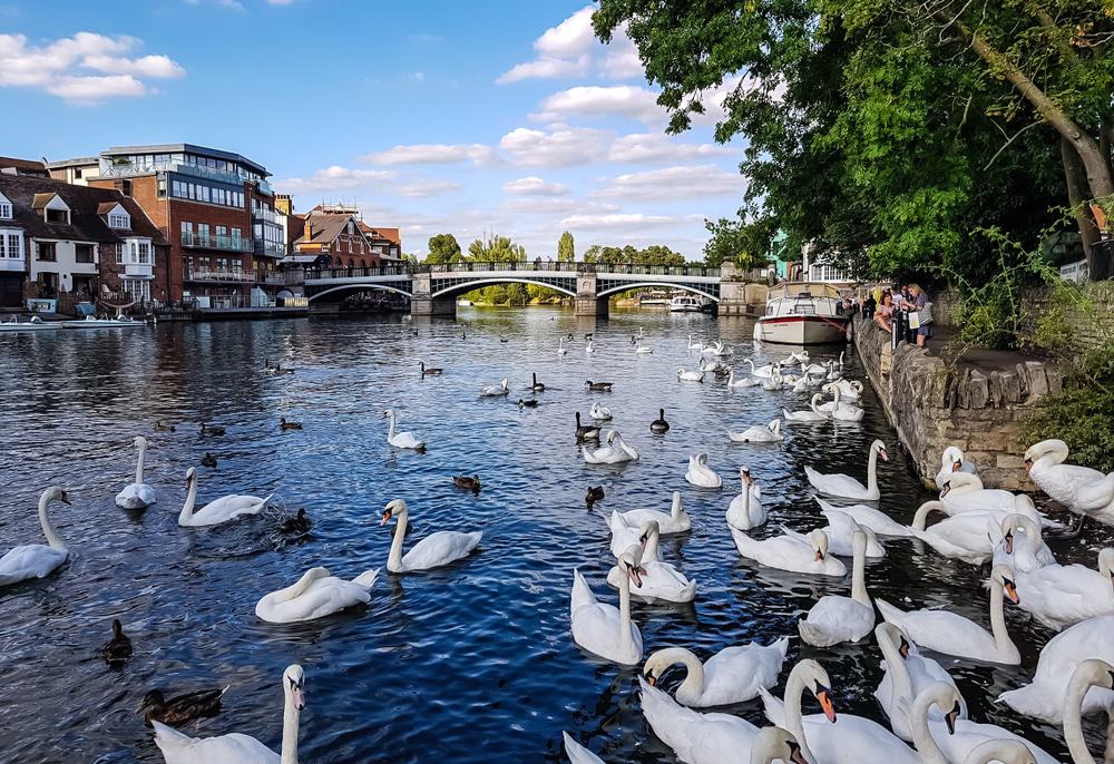 Windsor