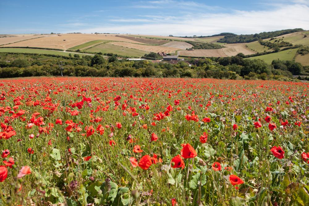 South Downs