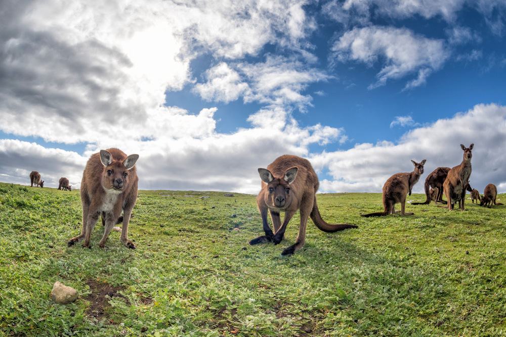 Kangaroo Island