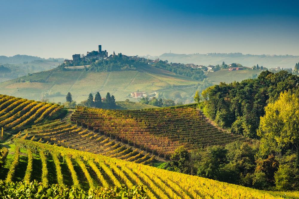 Vineyards Of Piedmont
