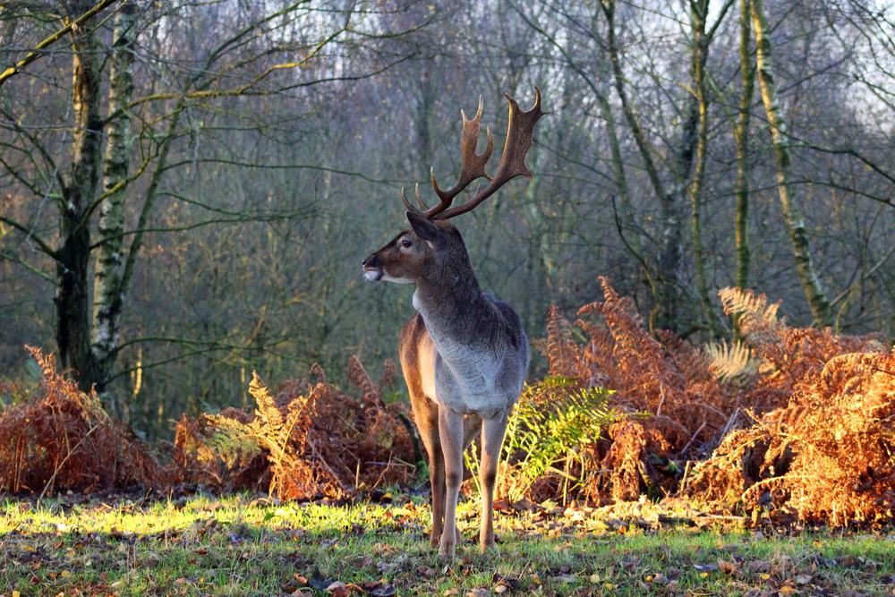 Cannock Chase