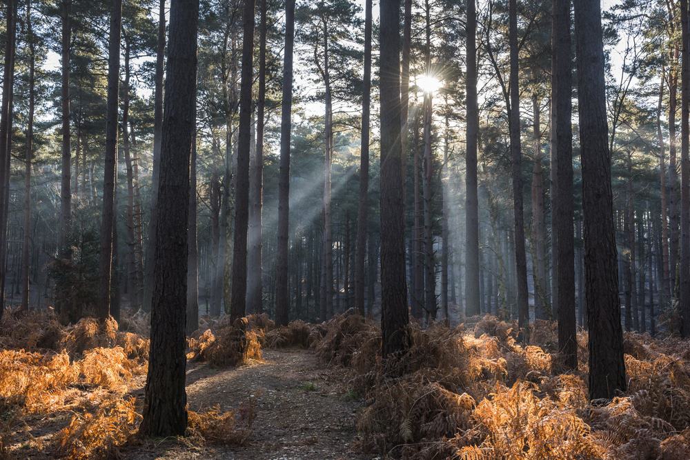  Swinley Forest