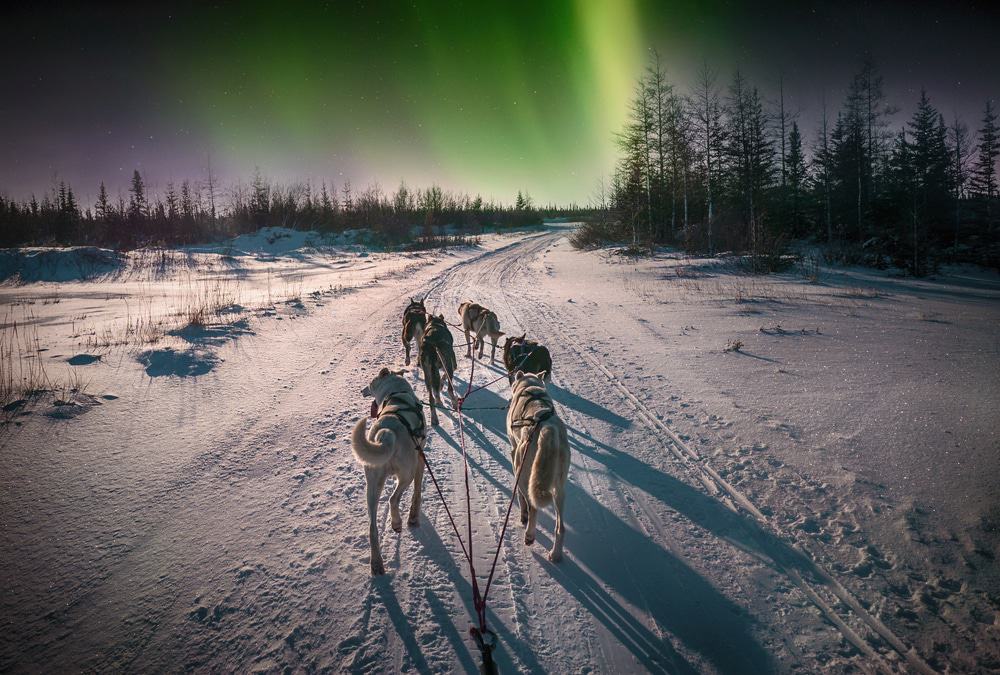 Northern Lights Husky