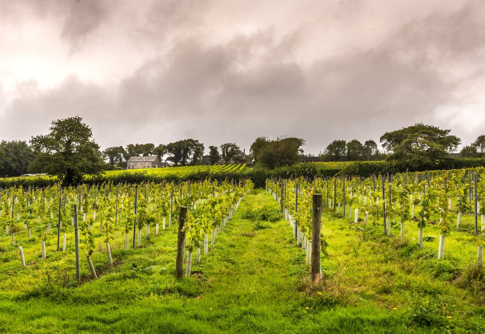 Camel Valley Vineyard