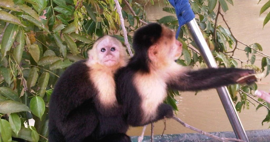 Monkey Island and Indian Village Tour