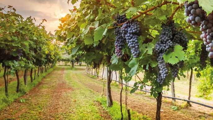 Florence: 60-Minute Wine Tasting Tour