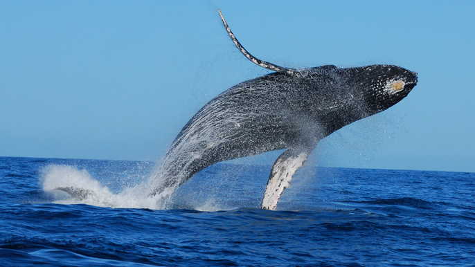 Whale Watching Adventure