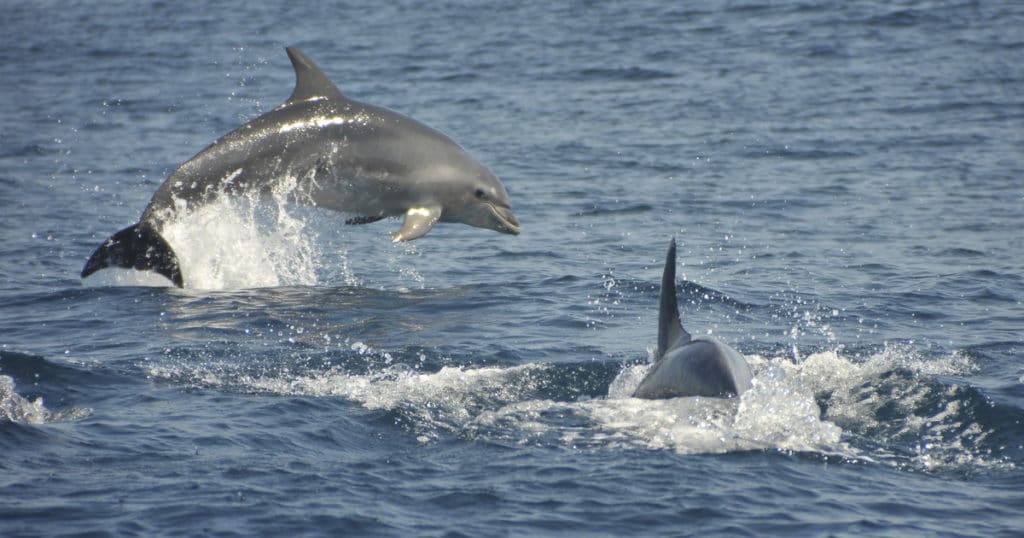 Albufeira Half-Day Caves and Dolphin Watching Cruise