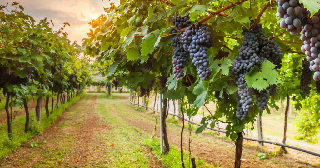Chianti Colours & Flavours Daytrip