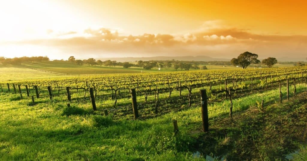 Siena: Half-Day Vineyard Tour With Lunch