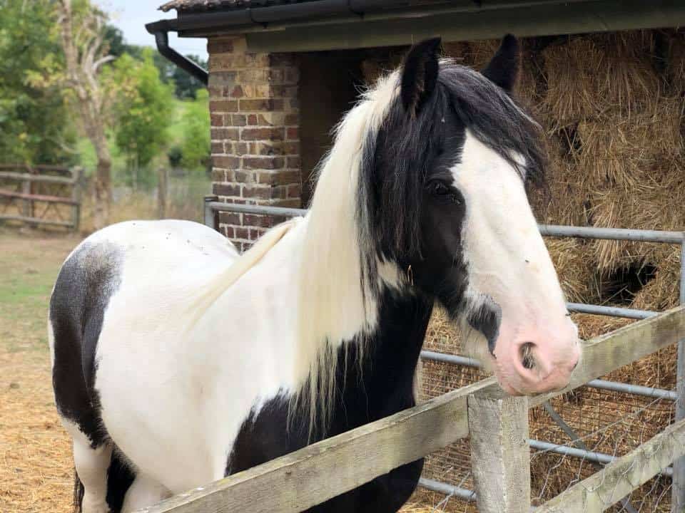 Langleybury Children's Farm