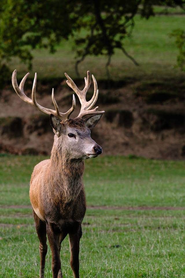 Bucklebury Farm Park