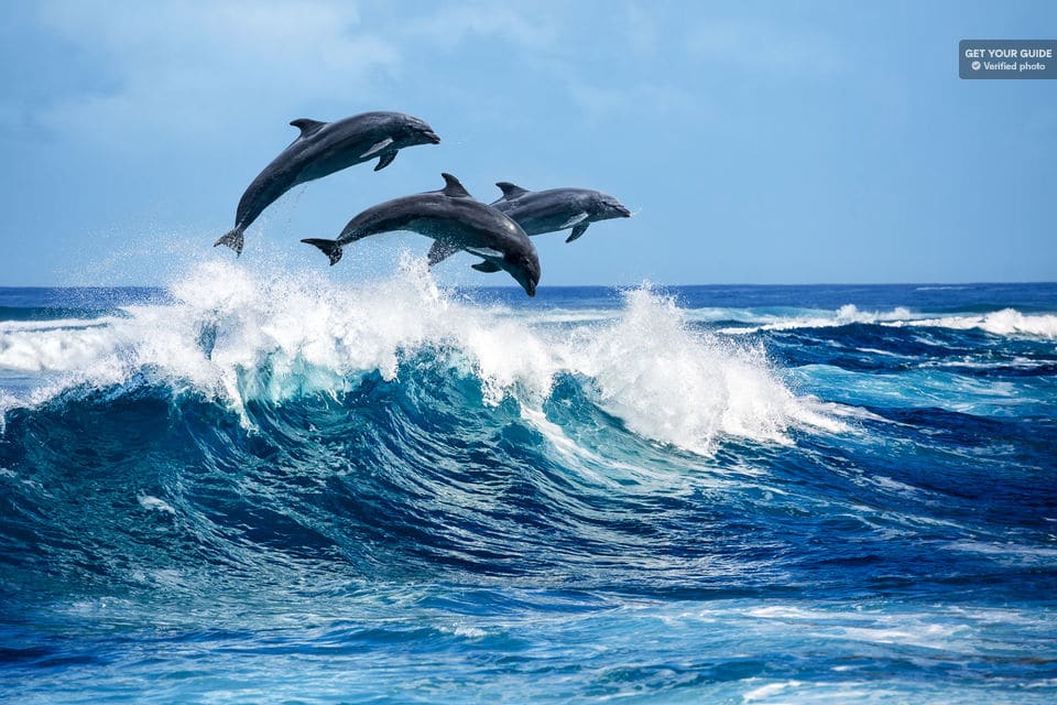 Dolphins And Snorkeling Cruise To Lanai From Lahaina