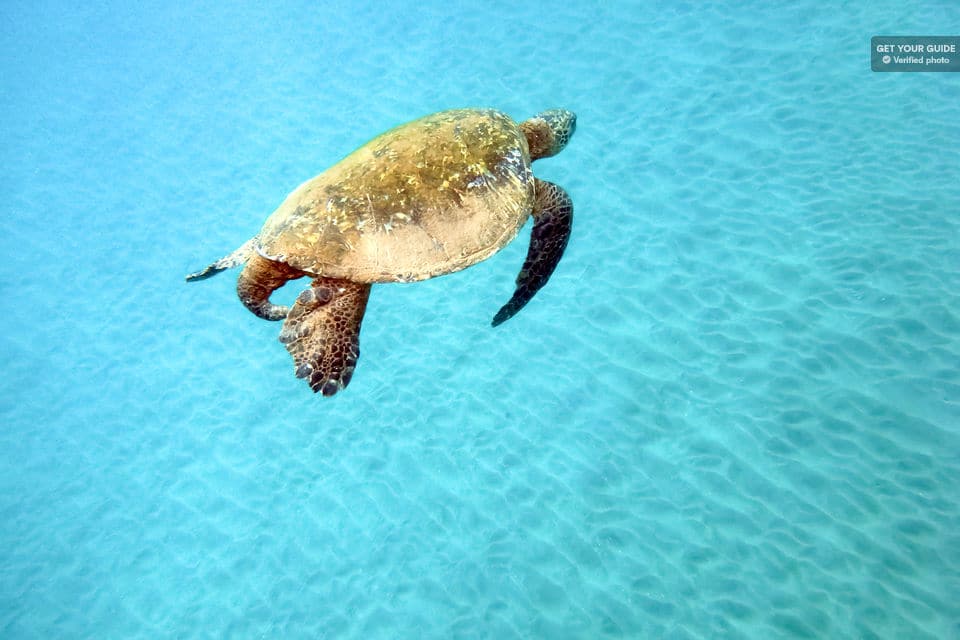 Eco-Friendly Molokini And Turtle Town Tour