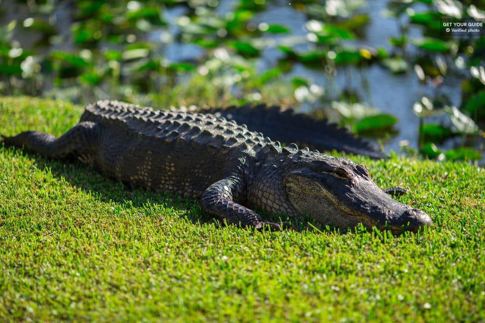 Everglades Alligator