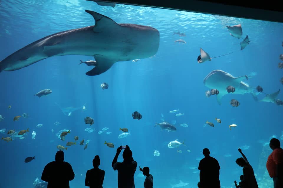 Georgia Aquarium