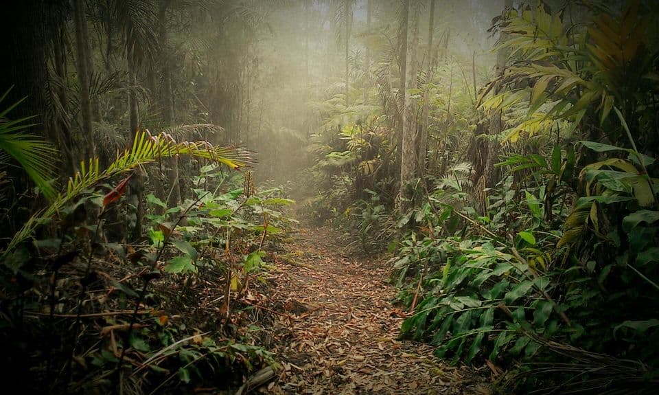 Gold Coast & Cloud Forest