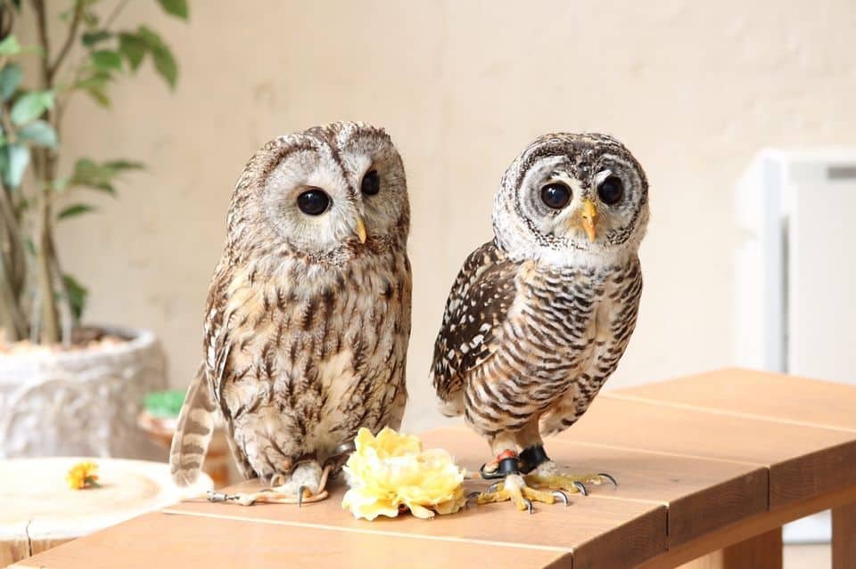 Harajuku Owl Cafe Experience