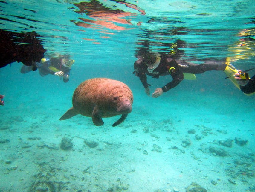 Manatees Swim, Snorkel And Boat Day Tour