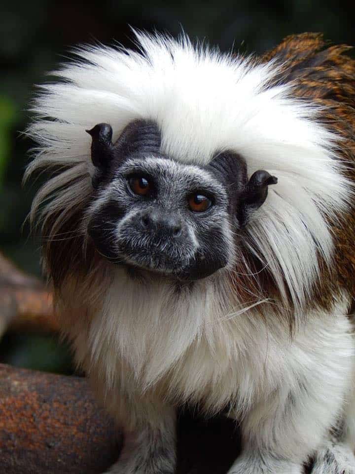 Monkey Haven
